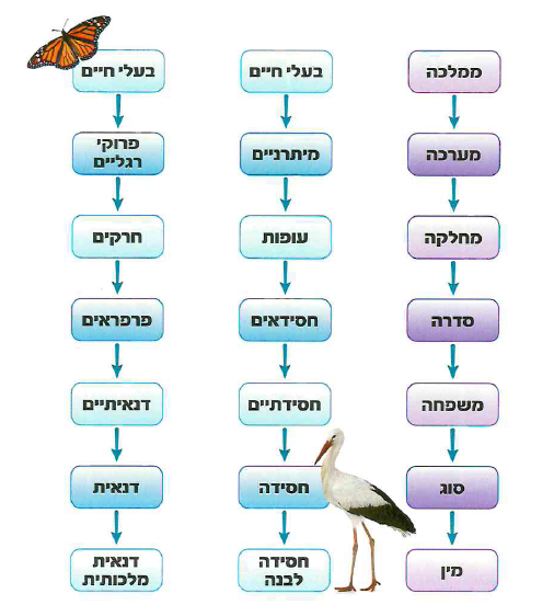 (בספר תרשים)